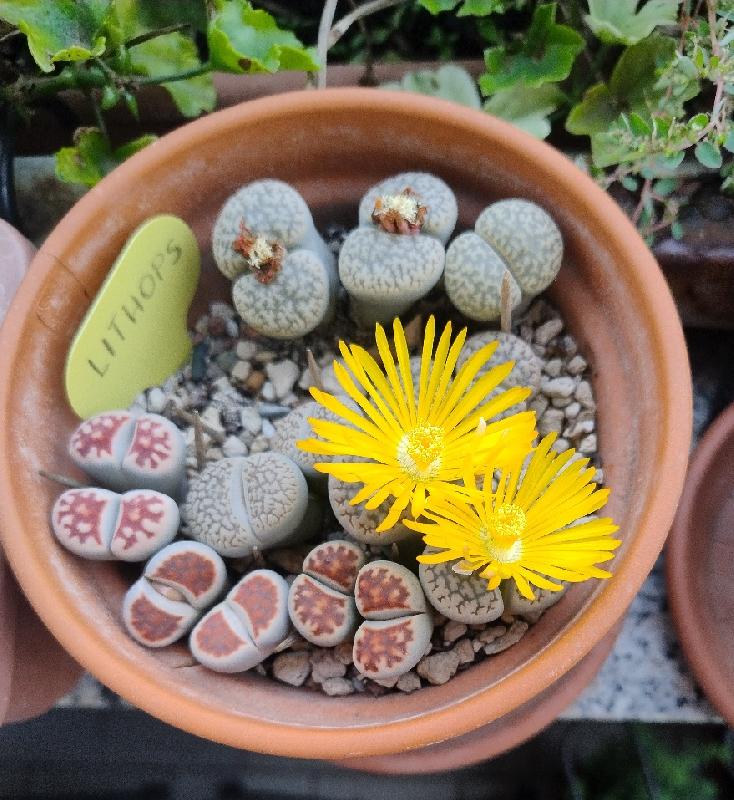 Lithops.jpg